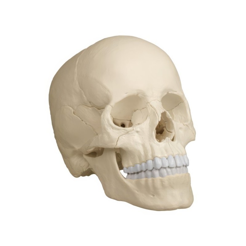 CRANE ARTICULE TEINTE NATURELLE