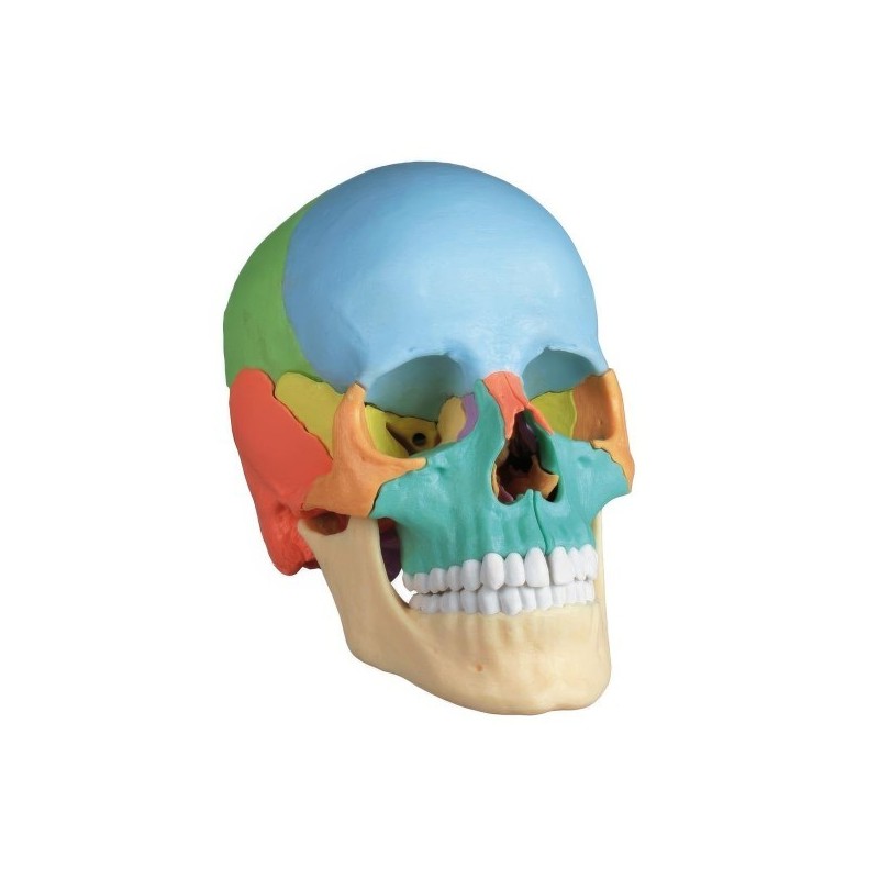 CRANE ARTICULE DIDACTIQUE COULEUR