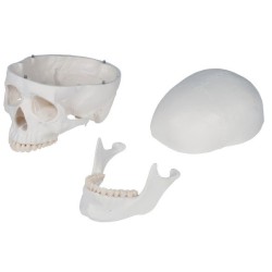 SQUELETTE STANDARD OSCAR