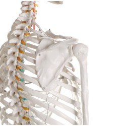 SQUELETTE STANDARD OSCAR