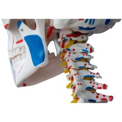 SQUELETTE NORBERT PREMIUM