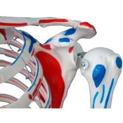 SQUELETTE NORBERT PREMIUM