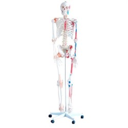 SQUELETTE NORBERT PREMIUM