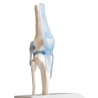 ARTICULATION GENOU