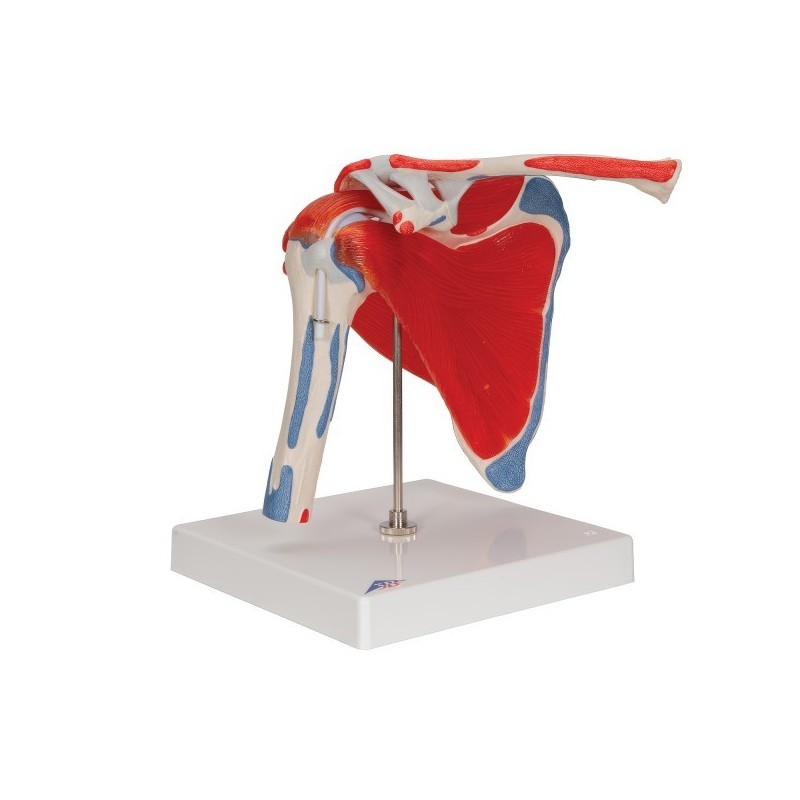 EPAULE AVEC COIFFE ROTATEURS