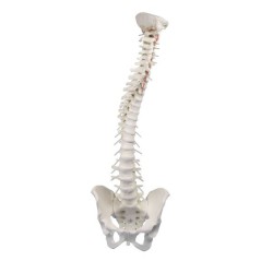 COLONNE VERTEBRALE FLEXIBLE