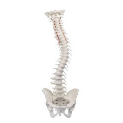 COLONNE VERTEBRALE FLEXIBLE