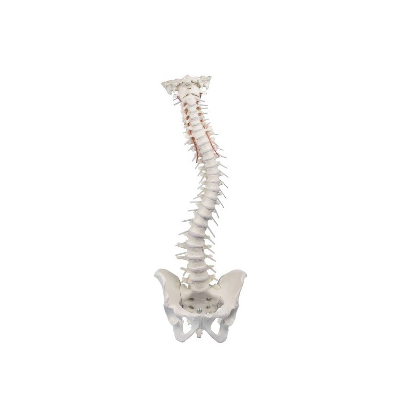 COLONNE VERTEBRALE FLEXIBLE