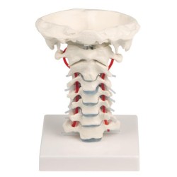 VERTEBRES CERVICALES