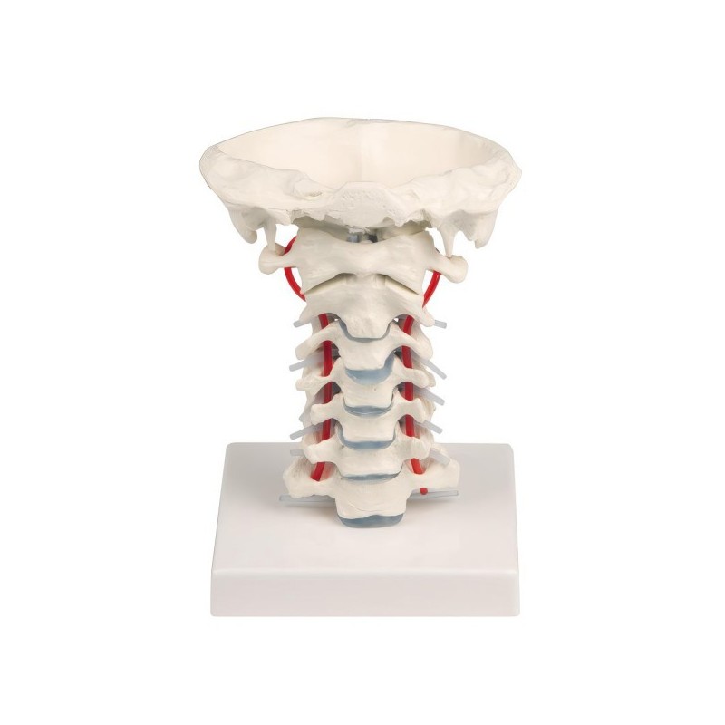 VERTEBRES CERVICALES