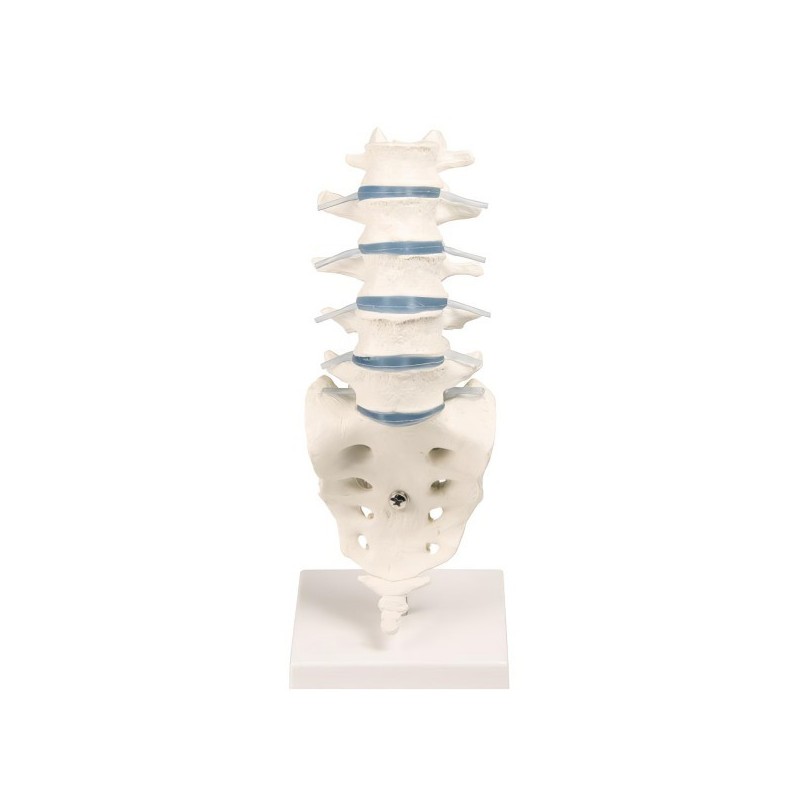 VERTEBRES LOMBAIRES