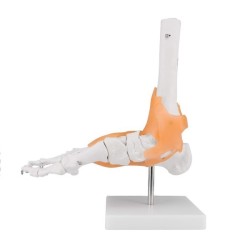 ARTICULATION PIED + LIGAMENTS