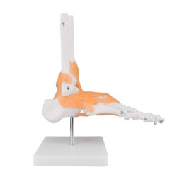 ARTICULATION PIED + LIGAMENTS