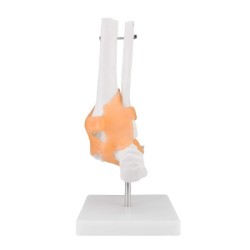 ARTICULATION PIED + LIGAMENTS