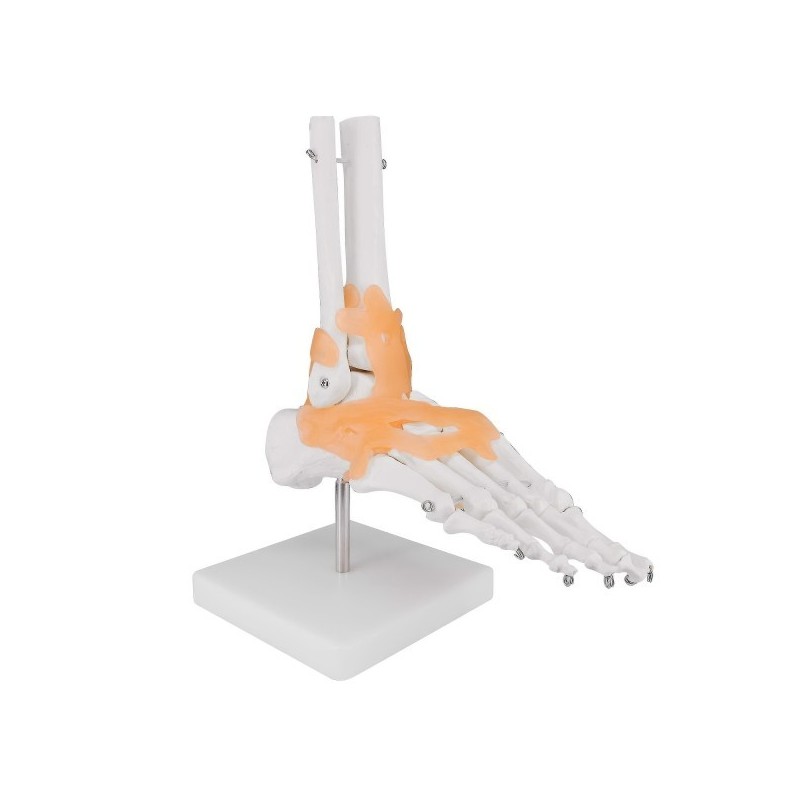 ARTICULATION PIED + LIGAMENTS