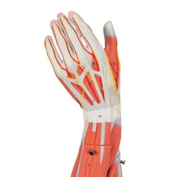 MUSCLE DU BRAS EN 6 PARTIES