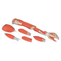 MUSCLE DU BRAS EN 6 PARTIES